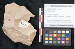 Foto (Objekt + Etikett) von Plantae indet.  (NHMW-GEO-2024-0188-7932)